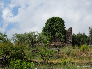 Torre del Grifo